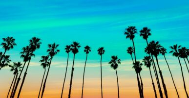 דקלים לאור שקיעה בארה"ב