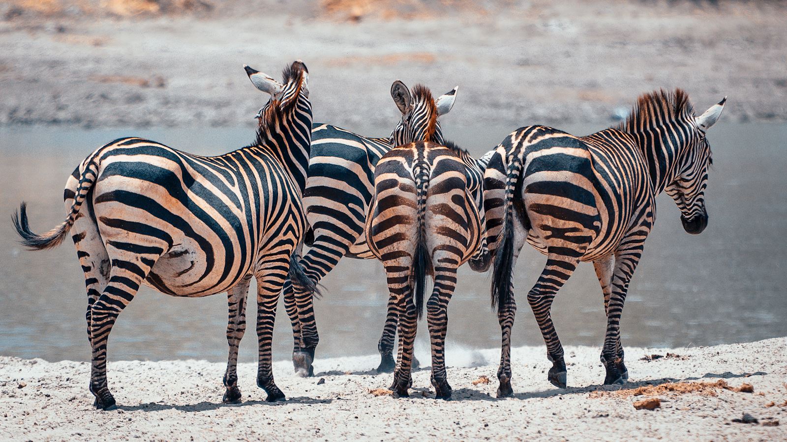 זברות בספארי