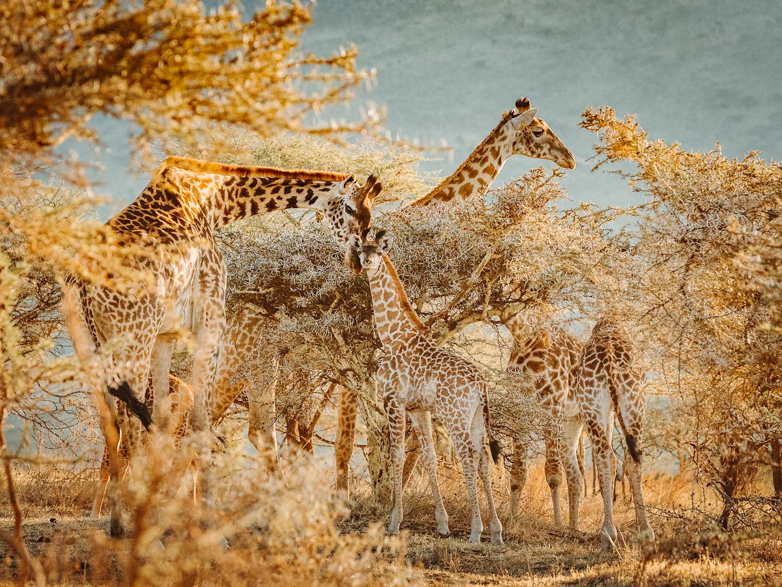 גירפות בספארי