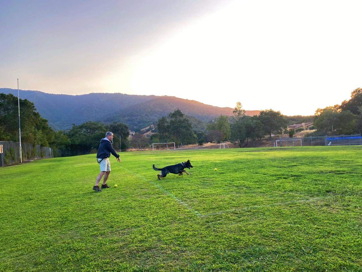 שדה עם איש וכלב